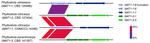 Mating-type locus rearrangements and shifts in thallism states in Citrus-associated Phyllosticta species